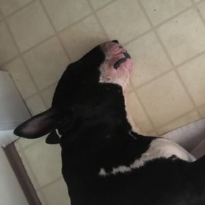 Meet your Posher, Holly